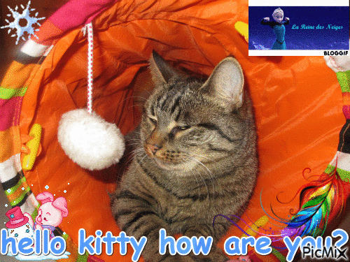 Mon chat Kitty - Ingyenes animált GIF