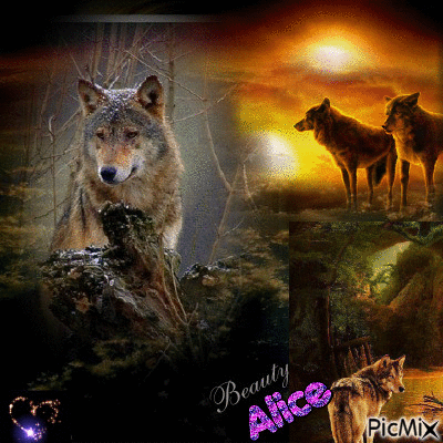 mes amours les loups - Gratis animeret GIF