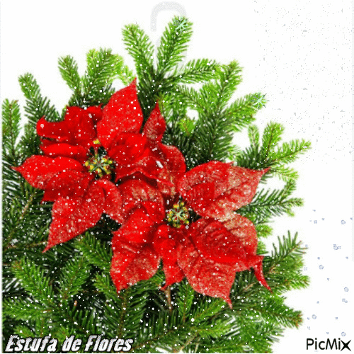 Flor de Natal - GIF animasi gratis