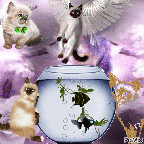 Chats siamois et poissons - Free animated GIF