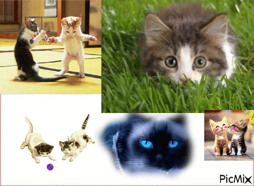 chats - Ilmainen animoitu GIF