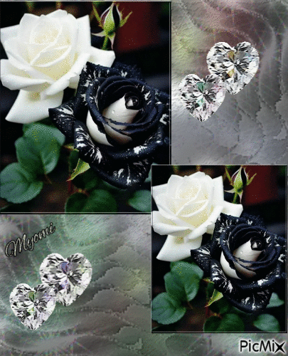 Roses blanche et noires - Free animated GIF