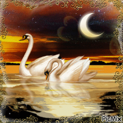 night of the swans - GIF animé gratuit