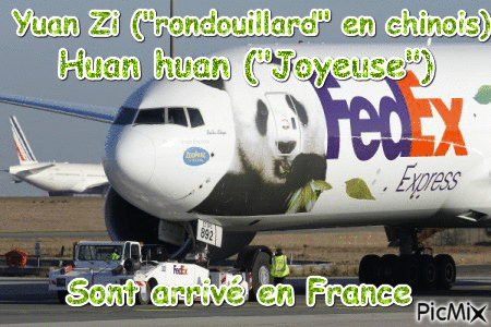 Panda géants en France au Zoo de Beauval - Δωρεάν κινούμενο GIF