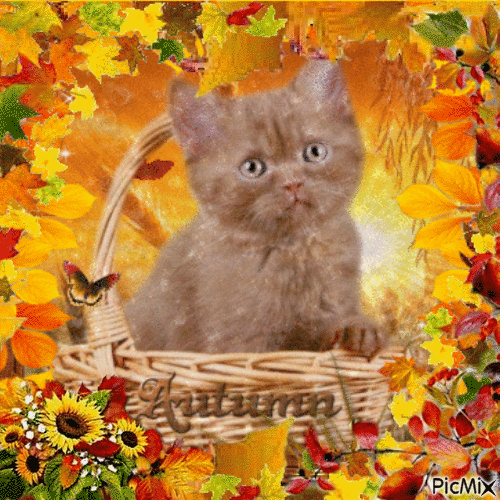 Autumn Cat - Kostenlose animierte GIFs