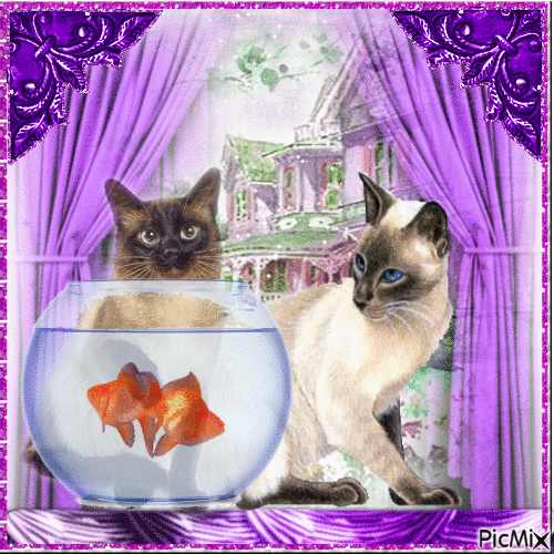 Cats and Gold Fish - GIF animate gratis