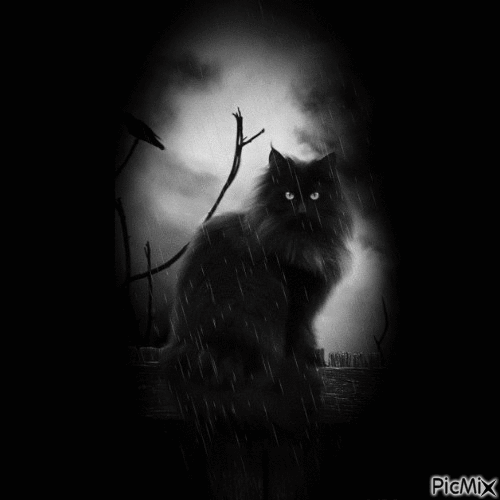 coucou petit chat noir - Безплатен анимиран GIF