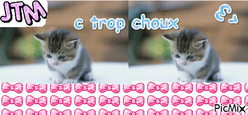 chatons - Bezmaksas animēts GIF