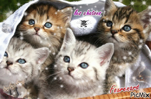 les chatons - Bezmaksas animēts GIF