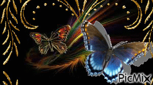 Beautiful Butterflies... - GIF animé gratuit