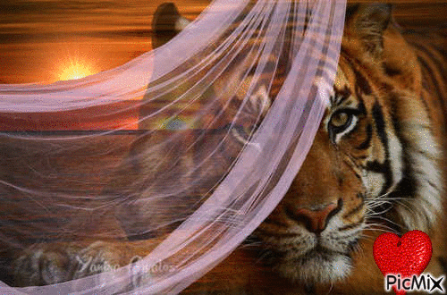 tigru - Darmowy animowany GIF