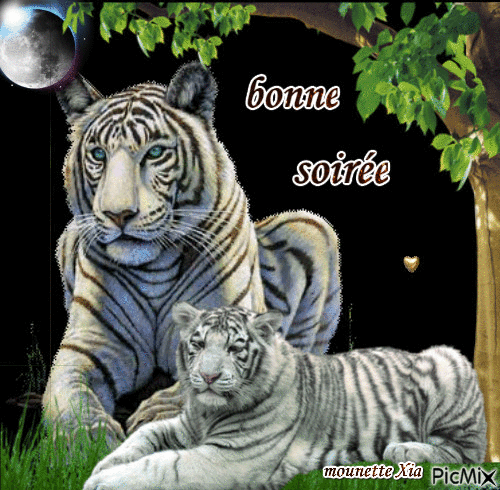 bonne soirée tigre - Nemokamas animacinis gif