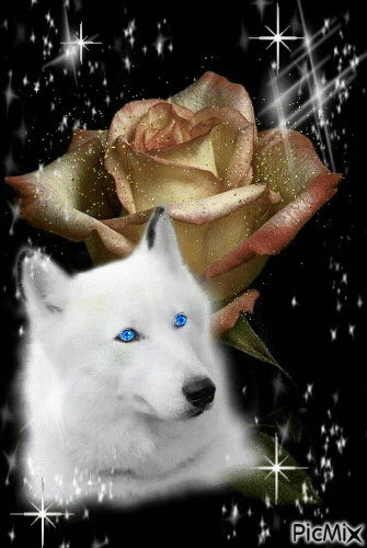White Wolf Golden rose - Бесплатни анимирани ГИФ
