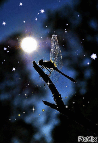 dragonfly - Ilmainen animoitu GIF