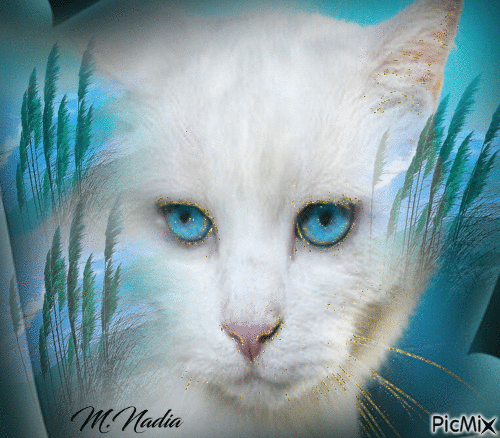 chat blanc style scintillant - GIF animé gratuit