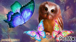 owl cover - GIF animé gratuit