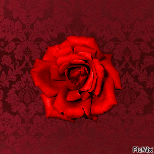 Rose rouge - GIF animado grátis