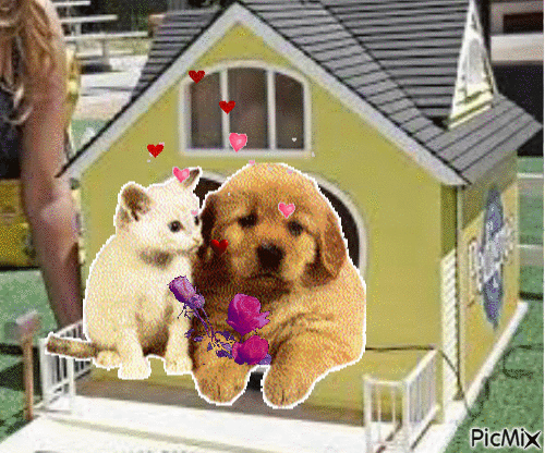 CHIEN AND CAT - Darmowy animowany GIF