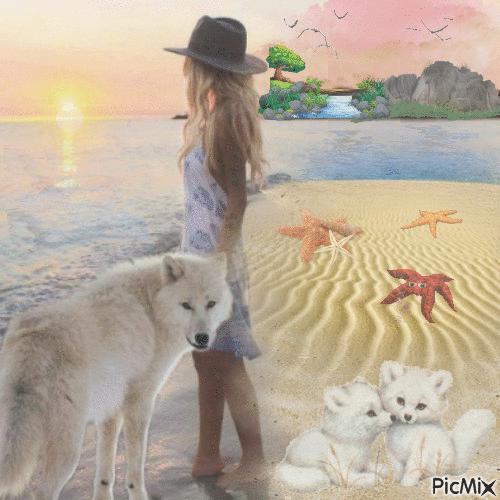 un loup blanc sur la plage - Gratis animerad GIF