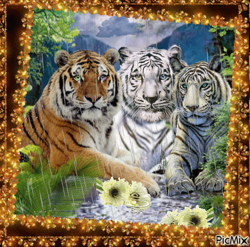 Tigres - Nemokamas animacinis gif