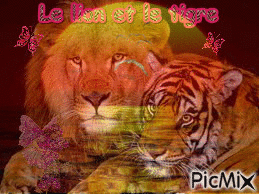 le lion et le tigre - GIF animado gratis