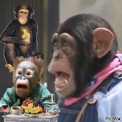 Majmok - Nemokamas animacinis gif