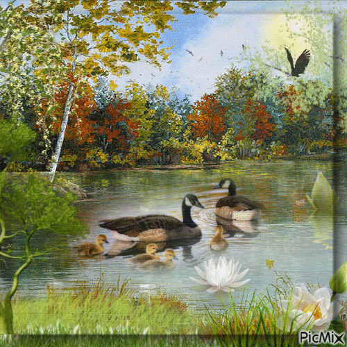 Ducks on the Lake - Gratis geanimeerde GIF