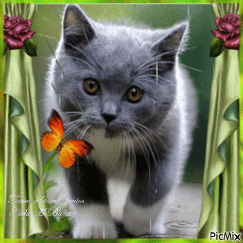 Gato à caça da borboleta - Безплатен анимиран GIF