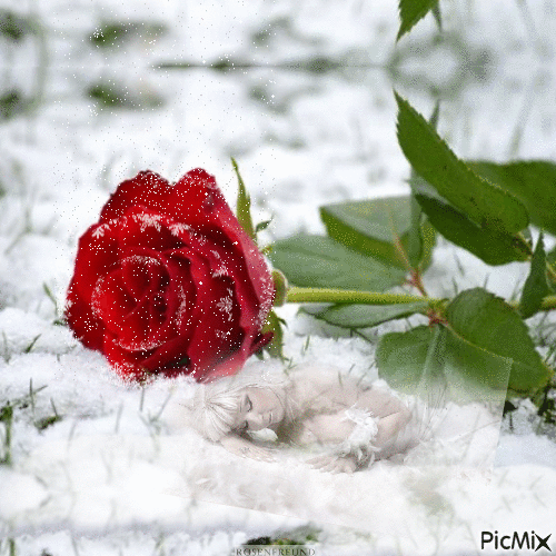 Winter-Rose - Gratis animeret GIF
