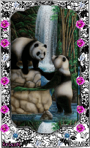 Panda love - GIF animado grátis