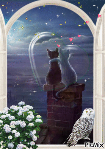 Cats moon - Ingyenes animált GIF