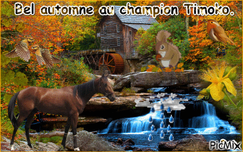 Le champion Timoko. - GIF animé gratuit
