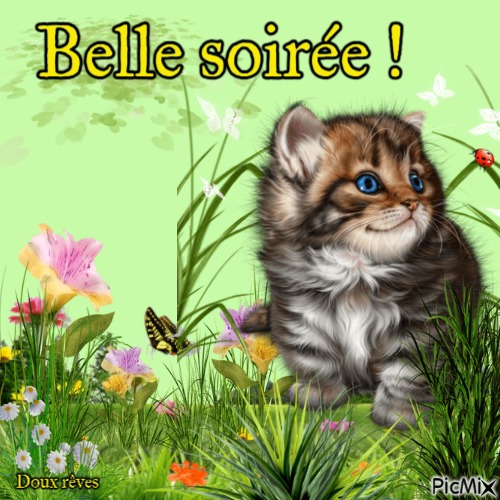Petit chaton ! - δωρεάν png