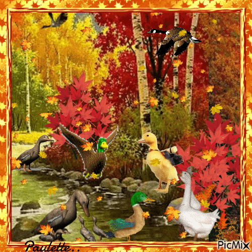 canards en automne