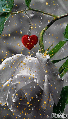 rosa bianca cuore amore per te