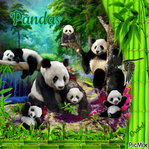 Pandas 🐼 🐼 🐼 🐾 - Animovaný GIF zadarmo