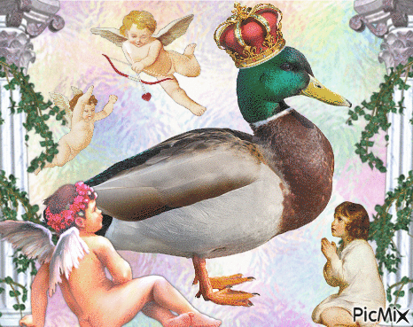 royal duck - Gratis animerad GIF