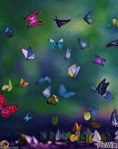 Mariposas - GIF animado grátis