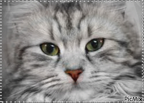 Amazing Cat - Gratis animeret GIF