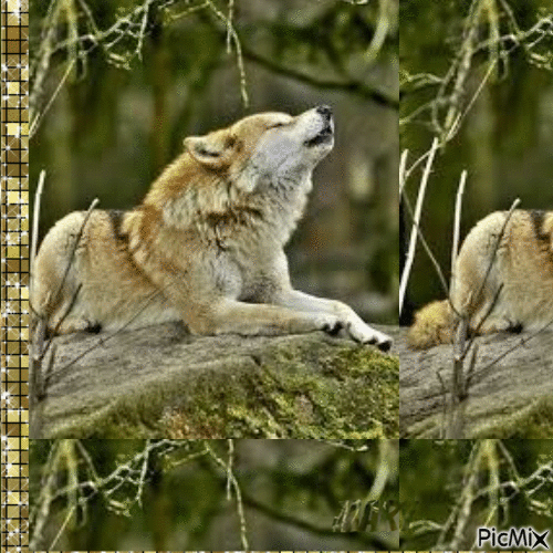 Hello les loups - GIF animé gratuit