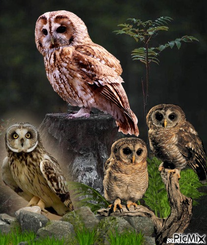 owl - nemokama png