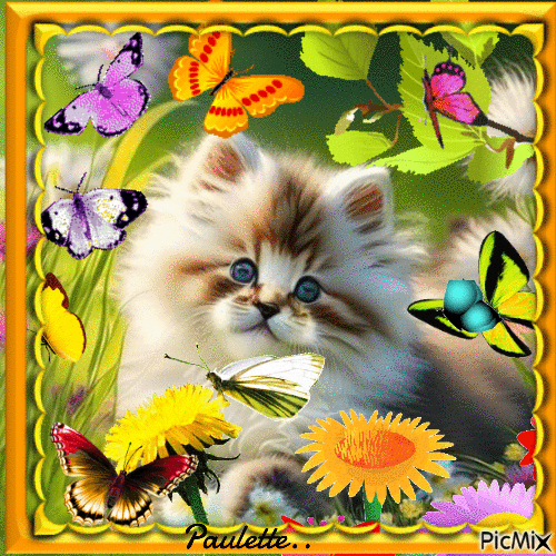 chaton et papillons - GIF animado gratis