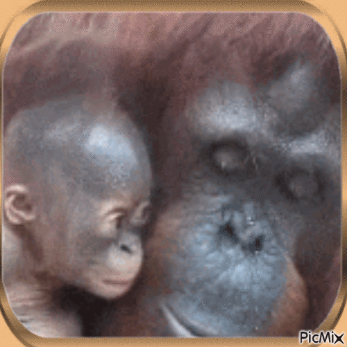 Primates - Gratis geanimeerde GIF