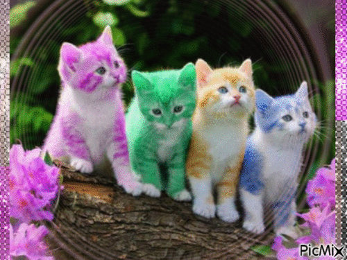 beau petit chats coloré - GIF animado grátis
