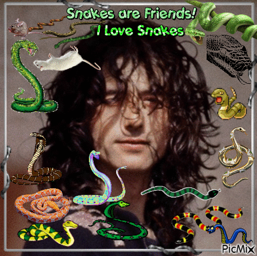 Jimmy Page loves snake!! - GIF animado grátis