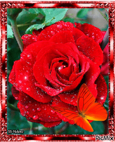 Dew on a red rose. - Бесплатни анимирани ГИФ