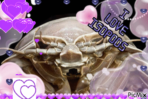 I Love Isopods - Δωρεάν κινούμενο GIF