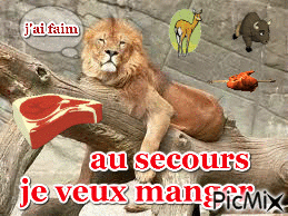 un lion affamé !! - Animovaný GIF zadarmo