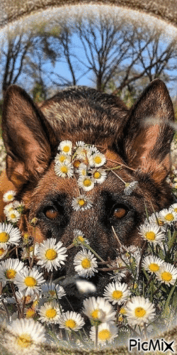 Un beau chien cacher dans les fleurs marguerites - GIF animé gratuit
