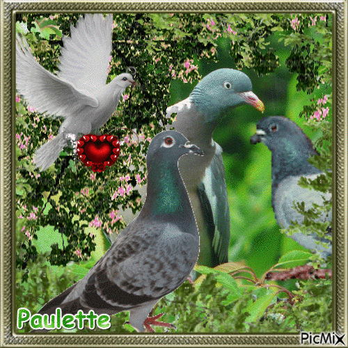 pigeons - Besplatni animirani GIF